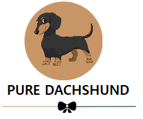 Pure-Dachshund